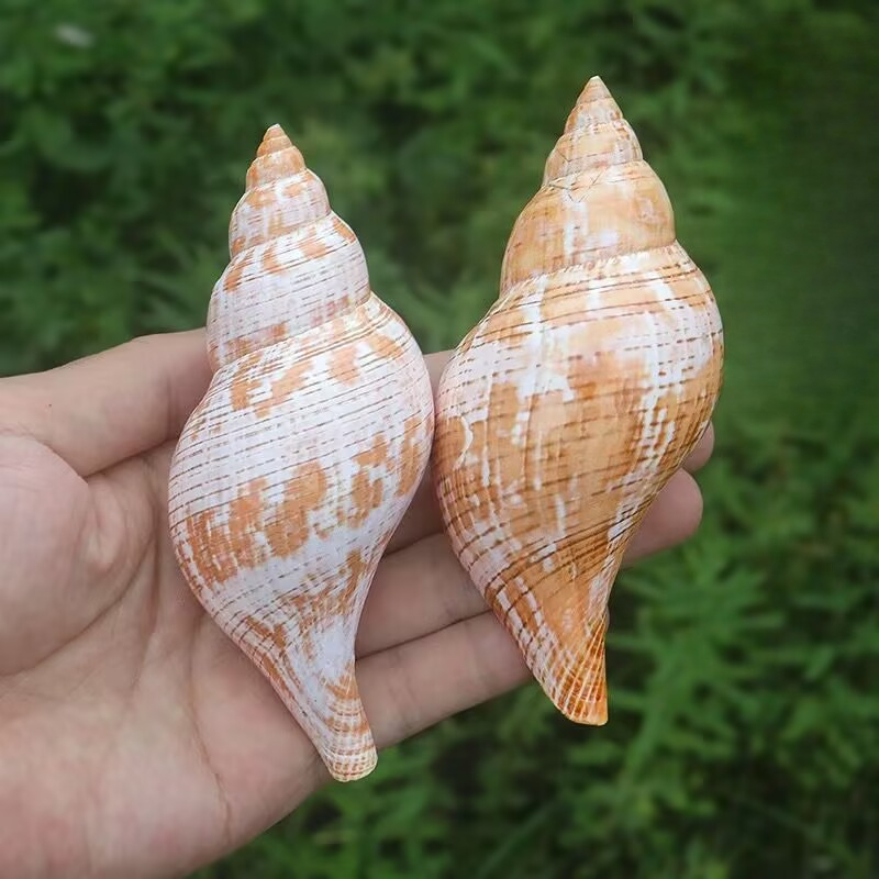 Natural Conch Tulip Snail Herm - Aquarium Fish Popular incelemesi ve fiyatı