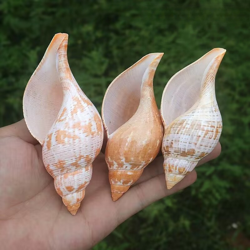 Natural Conch Tulip Snail Herm - Aquarium Fish Popular incelemesi ve fiyatı