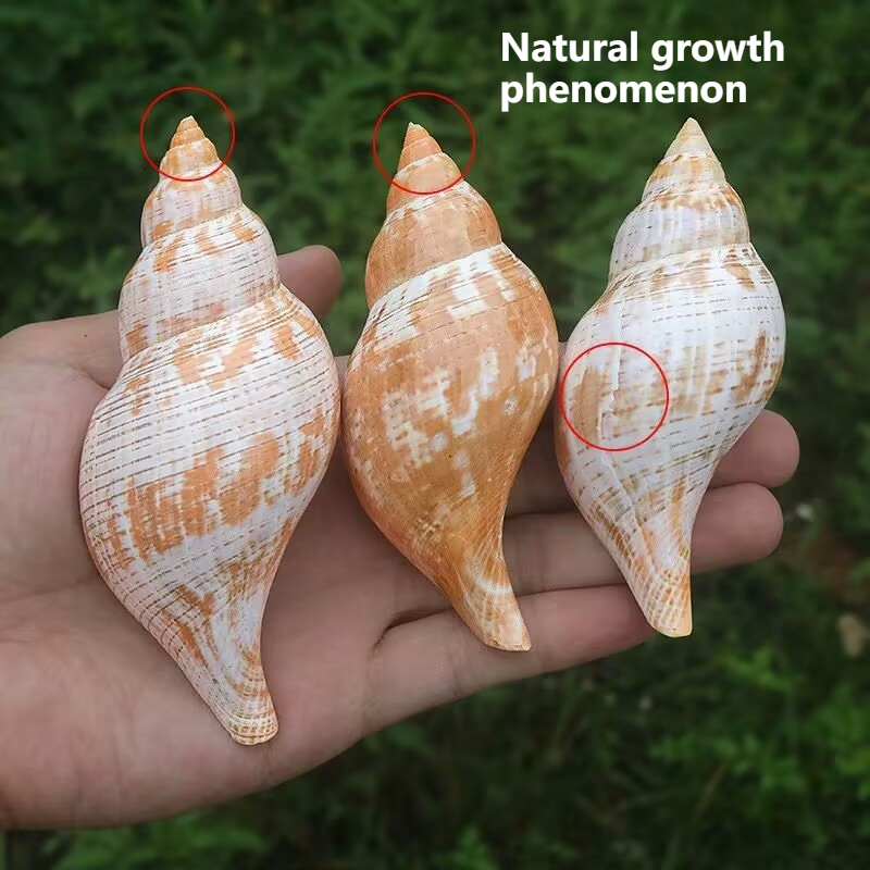 Natural Conch Tulip Snail Herm - Aquarium Fish Popular incelemesi ve fiyatı
