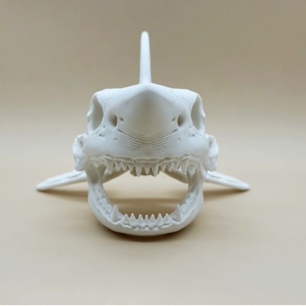 3D Printing Shark Skull Skelet - Aquarium Fish Shark incelemesi ve fiyatı