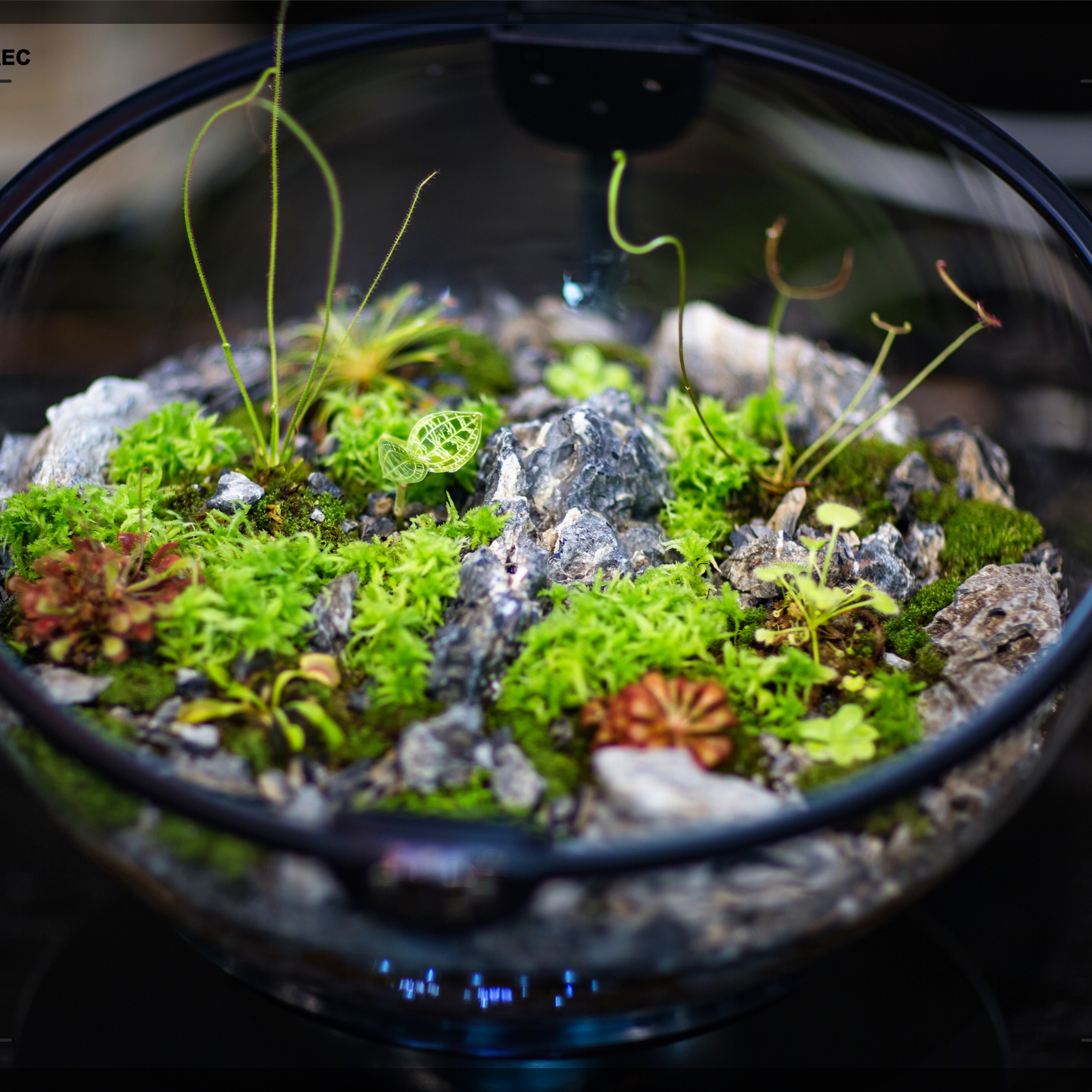 Hot Sales Acrylic Material  Ba - Aquarium Fish For Sale incelemesi ve fiyatı