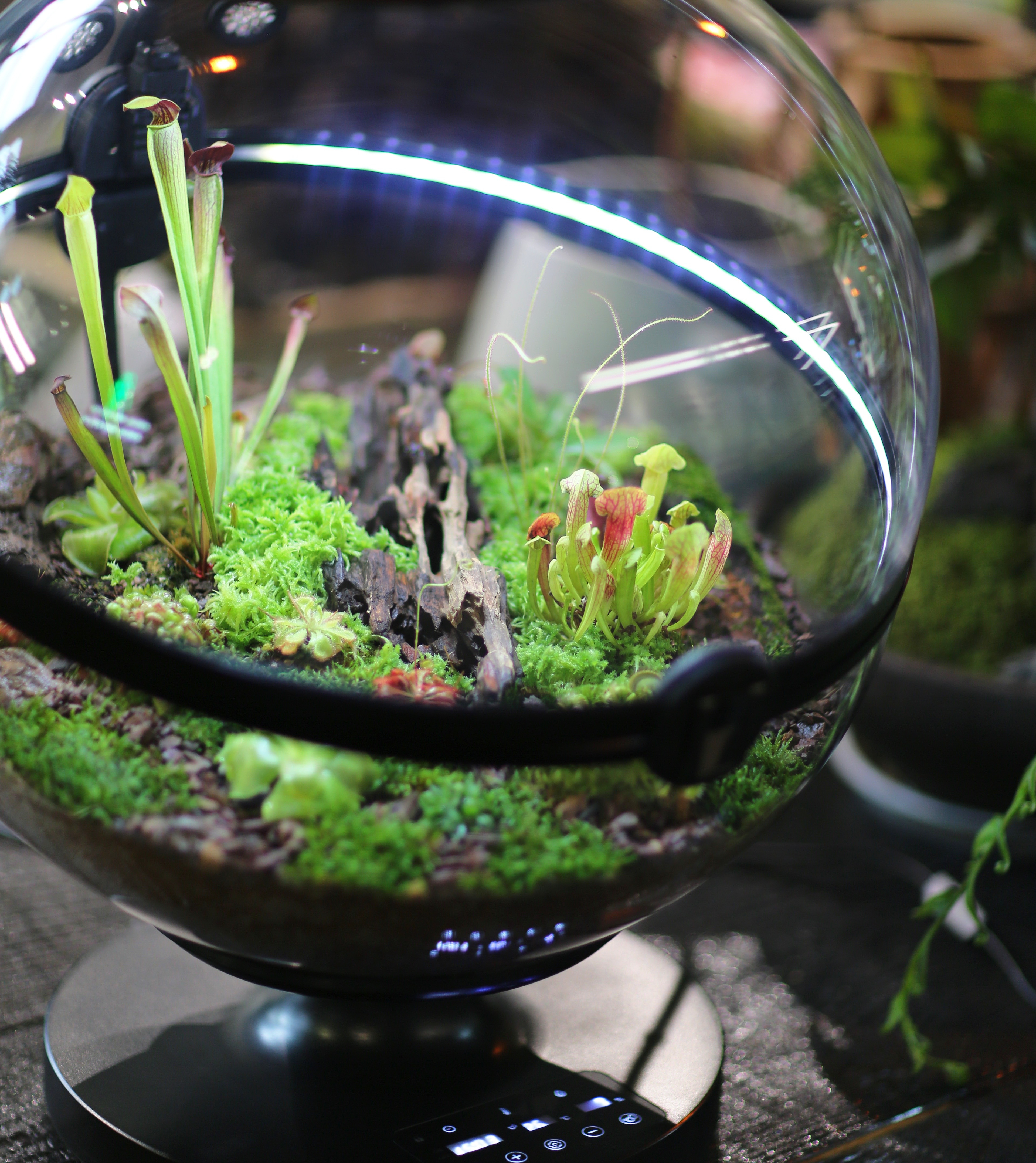 Hot Sales Acrylic Material  Ba - Aquarium Fish For Sale incelemesi ve fiyatı