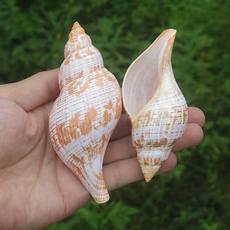 Natural Conch Tulip Snail Herm - Aquarium Fish Popular incelemesi ve fiyatı